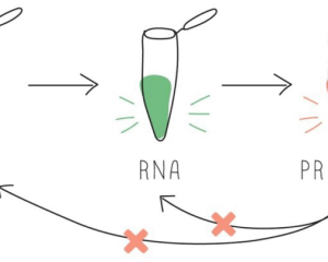 BioBits Central Dogma